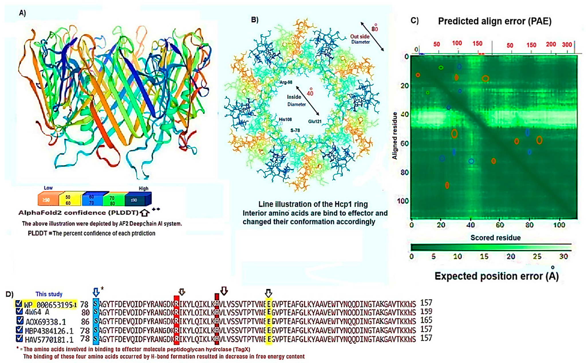 Figure 1: <p>(<strong>A</strong>) The cartoon representation of the three-dimensional model of the Hcp1 homohexamer of the <em>A. baumannii</em>, generated using the AlphaFold2 server. The structure features interconnected &beta;-sheets, which are accentuated by small loops, alongside short &alpha;-helices that alternate with the &beta;-sheets, resulting in a donut-shaped configuration. The &beta;-sheets are arranged in an antiparallel orientation. The effector molecule is illustrated as a black ring located at the center of the pore. The model&rsquo;s reliability is indicated by a high predicted local distance difference test (PLDDT) score exceeding 90 (PLDDT &gt; 90). (<strong>B</strong>) A line model representation of the Hcp1 ring, highlighting the amino acids involved in docking with the effector molecule. The molecular dynamic model, derived from AlphaFold2, has been validated by ExPASy Swiss-Prot and is based on the <em>A. baumannii</em> 4w64.3 template. (<strong>C</strong>) The predicted alignment error (PAE) measured in Angstroms for the Hcp1 monomer discussed in this analysis was calculated using a modified Kabsch algorithm in conjunction with the deep learning-based RoseTTAFold program. The resulting plot illustrates a prominent peak of error at residue 50. (<strong>D</strong>) Multiple amino acid sequence alignments (MSAs) for four closely related strains of <em>A. baumannii</em>, showcasing the highest identity within the consensus sequence, were executed with Clustal Omega (<a href="www.clustal.org" target="_blank" rel="noopener noreferrer">www.clustal.org</a>). The amino acids implicated in binding to the effector molecule are highlighted with colored arrows.</p>
