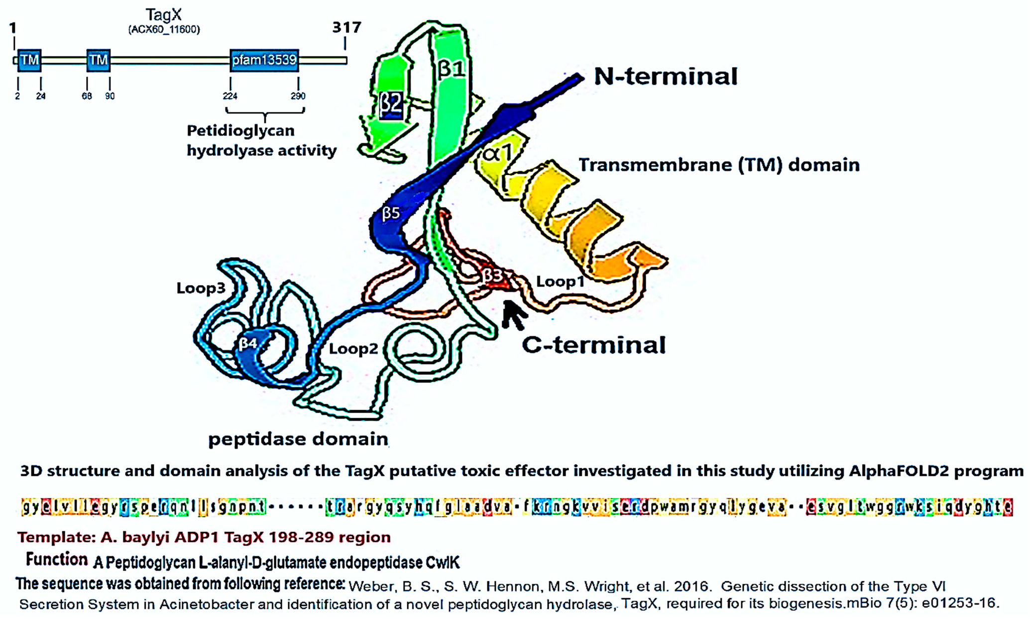Figure 3: <p>The schematic representation and amino acid composition, and residues of the primary domains of TagX peptidoglycan hydrolyase (pfam13539) are outlined. The structure feature contains an &alpha;-helix that functions as a transmembrane domain, which is linked to four &beta;-sheet barrels via multiple loops. The &beta;-sheets are responsible for the endopeptidase activity observed in this enzyme. Notably, the &beta;3 sheet is located at the C-terminal end of the protein. The structural model of this toxin was developed using AlphaFold2, with <em>A. baylyi</em> ADP1 serving as the template organism. The model alignment demonstrated a pLDDT value of 90 or higher. The amino acid sequence for the TagX effector was sourced from the work of Weber et al. (2016) [<a href="#ref18">18</a>].</p>
