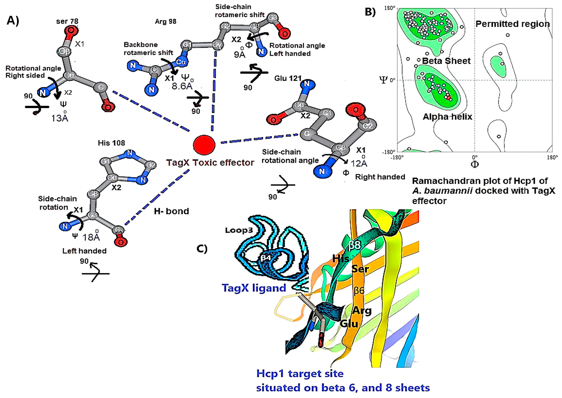 Figure 4: <p>Molecular docking of four amino acids with the putative TagX effector. Molecular docking was conducted on four amino acids&mdash;His 103, Ser 71, Arg 89, and Glu 121- of the Hcp1 nanotube in interaction with the putative TagX effector, focusing on hydrogen bond formations. (<strong>A</strong>) The rotameric shifts in dihedral angles are indicated by arrows. Notably, for Arginine, the rotational angles &phi; and &psi; were observed to change in both the backbone and side chain of the amino acids. The docking analysis utilized AutoDock Vina, and the pose with the highest quality, exhibiting a Z-score of 1.7, was selected as the ligand. (<strong>B</strong>) Ramachandran plot of Hcp1 homohexamer after binding to effector molecule. (<strong>C</strong>) The involvement of &beta;6 and &beta;8 as receptor for the Tax domain draw by AutoDock Vina software.</p>
