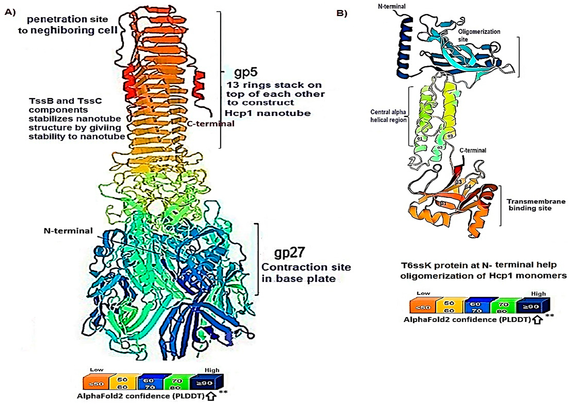 Figure 5: <p>The whole structure of the Hcp1 oligomer in <em>A. baumannii</em> is depicted in this study by the alfafold2 software. (<strong>A</strong>) The schematic representation of the Hcp1 tail/tube complexes in <em>A. baumannii</em>; (i) domain-1 features at the C-terminal of VgrG1 (gp5) functioning as needle, attached to the upper part of Hcp1 (ii) domain-2 comprises 1,3 homohexamers stacked on each other to form of 600 nm tubule&rsquo;s contractile structure, the T6ssB/C proteins play role in stability of Hcp1 oligomer, h (iii) The depicted structure Domain-3 consisting of VgrG1 (27) contractile sheath attached noncovalently to base plate. (<strong>B</strong>) The schematic representation of the T6ssK protein N-terminal domain consists of amino acid residues required for Hcp1 oligomerization. <strong>**</strong> indicate the result is highly accurate with pLDDT&ge;90.</p>
