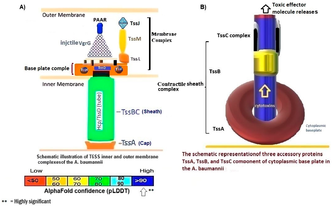 Figure 6: <p>This figure illustrates the comprehensive architecture of the type VI secretion system (T6SS) in <em>A. baumannii</em> through an artificial intelligence system using both neural deep learning and DeepMind methodology. (<strong>A</strong>) The overall configuration of the T6SS in <em>A. baumannii</em> reveals that the inner membrane complex comprises a baseplate formed by the proteins TssK, TssF, TssG, and TssE. Additionally, the Hcp1 tail/tube complex connected to VrgG1(gp27) at the baseplate to the periplasmic space serves as a pivotal element of the T6SS, playing a crucial role in the delivery of effector molecules to target cells. The base plate is anchored to the outer membrane through a complex of three proteins: TssM, TssL, and TssJ, with TssJ specifically interacting with the cell membrane lipoprotein. The injectosome is characterized by three needle-like structures known as VgrG1 (gp5) and includes a PAAR domain. (<strong>B</strong>) The contractile sheath complexes containing TssB/C proteins covered the Hcp1 nanotube, which causes stability of the oligomer, while TssA facilitates this connection. The cytotoxins are transported through a 20-angstrom pore at the inner membrane as shown by the arrow to the outer membrane. The proteins of the outer membrane have transmembrane activity; the majority possess domains with long &alpha;-helices. It serves as the passage for Hcp1, VgrG1 (gp5), and PAAR, which are injected into the prey cell. Each of these proteins contains an effector-binding cargo site.</p>
