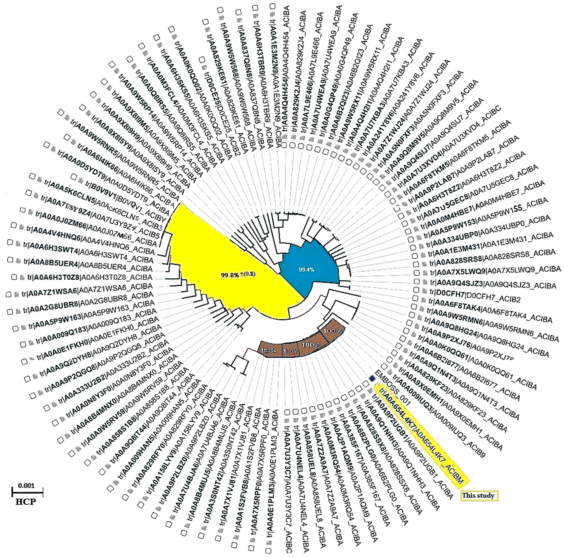 Figure 8: <p>This Illustration shows the phylogenetic tree of the Hcp1 protein from closely related hospital strains of <em>A. baumannii</em>. This analysis delineates the phylogenetic relationships among the Hcp components of the Type VI secretion system (T6SS) in <em>A. baumannii</em>. The dendrogram was constructed utilizing the BioPython 1.58 Align package (<a href="https://biopython.org" target="_blank" rel="noopener noreferrer">https://biopython.org</a>), incorporating the AlignIO and AlignInfo modules. The AlignIO module facilitates the reading and writing of sequence alignments across various formats, while the AlignInfo module provides tools for summarizing and analyzing alignment data. The figure reveals a high degree of identity among the examined strains. Notably, four Hcp1 sequences from <em>A. baumannii</em> strains exhibited 100% identity with the query sequence utilized in this study, while the remaining sequences demonstrated homology exceeding 90%, as determined by the neighbor-joining method.</p>

