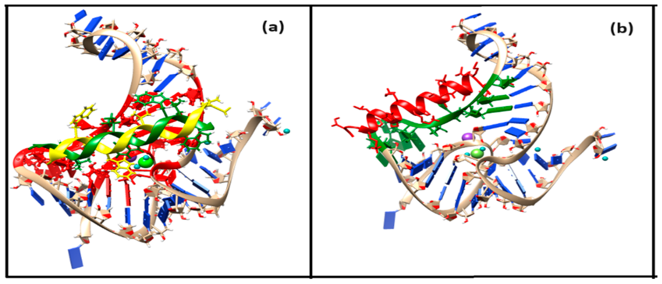 Figure 4: <p>Docked complex of (<strong>a</strong>) double-stranded (each helix in green and yellow) Gramicidin D and fluoride riboswitch (holo) (<strong>b</strong>) Magainin 2 (red) and fluoride riboswitch (holo). Binding sites in the receptor fluoride riboswitch are depicted in (<strong>a</strong>) red, (<strong>b</strong>) green.</p>