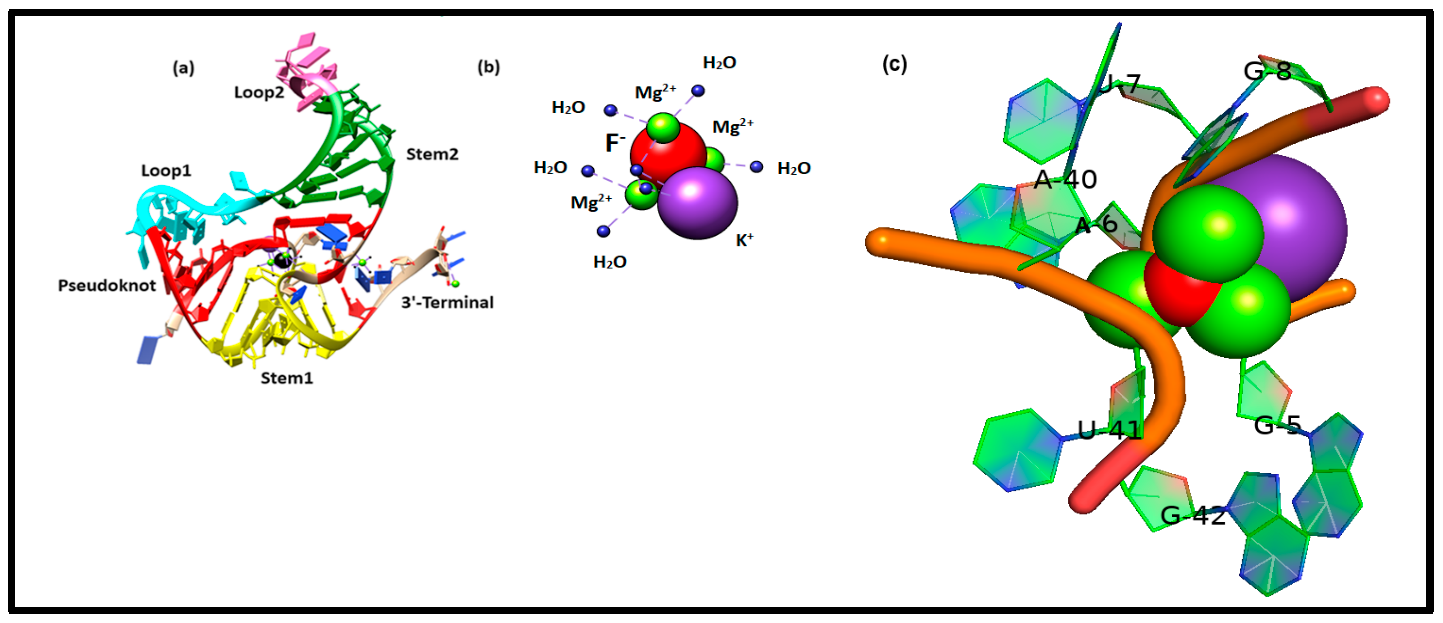 Figure 1: (a) Crystal structure of the aptamer domain of fluoride riboswitch of T. Petrophila (PDB-ID: 4ENC) with K+ and tri-Mg2+ coordination of F&minus; is shown in cartoon representation. The tertiary structural elements, pseudoknot, stem1, stem2, loop1, loop2, and the 3&rsquo; terminal are shown in red, yellow, green, cyan, hot pink, and brown, respectively. (b) Coordination scheme of F&minus; (red), Mg2+ (green), and K+ (violet). The blue sphere indicates coordinated water. (c) Close-up of the ion-binding site in the fluoride riboswitch.