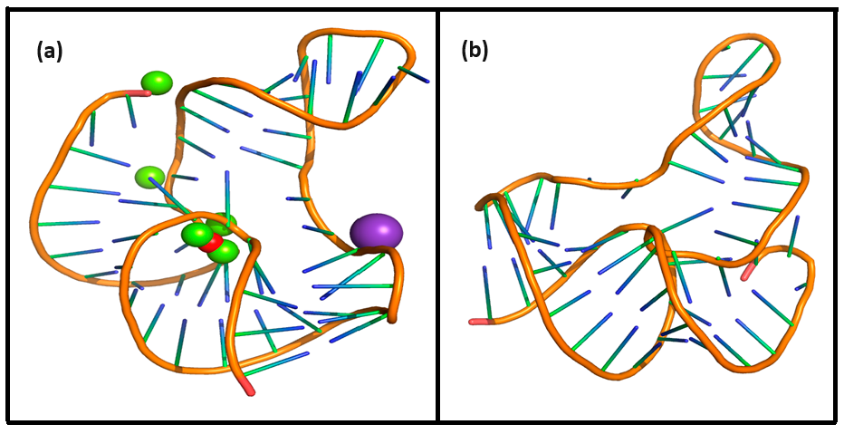 Figure 2: (a) Holo fluoride riboswitch aptamer domain at 1000 ns. Fluoride (F&minus;), magnesium (Mg2+), and potassium (K+) ions are shown as red, green, and purple spheres respectively. (b) Apo fluoride riboswitch aptamer domain at 1000 ns, showing absence of fluoride (F&minus;); magnesium (Mg2+) and potassium (K+) ions.