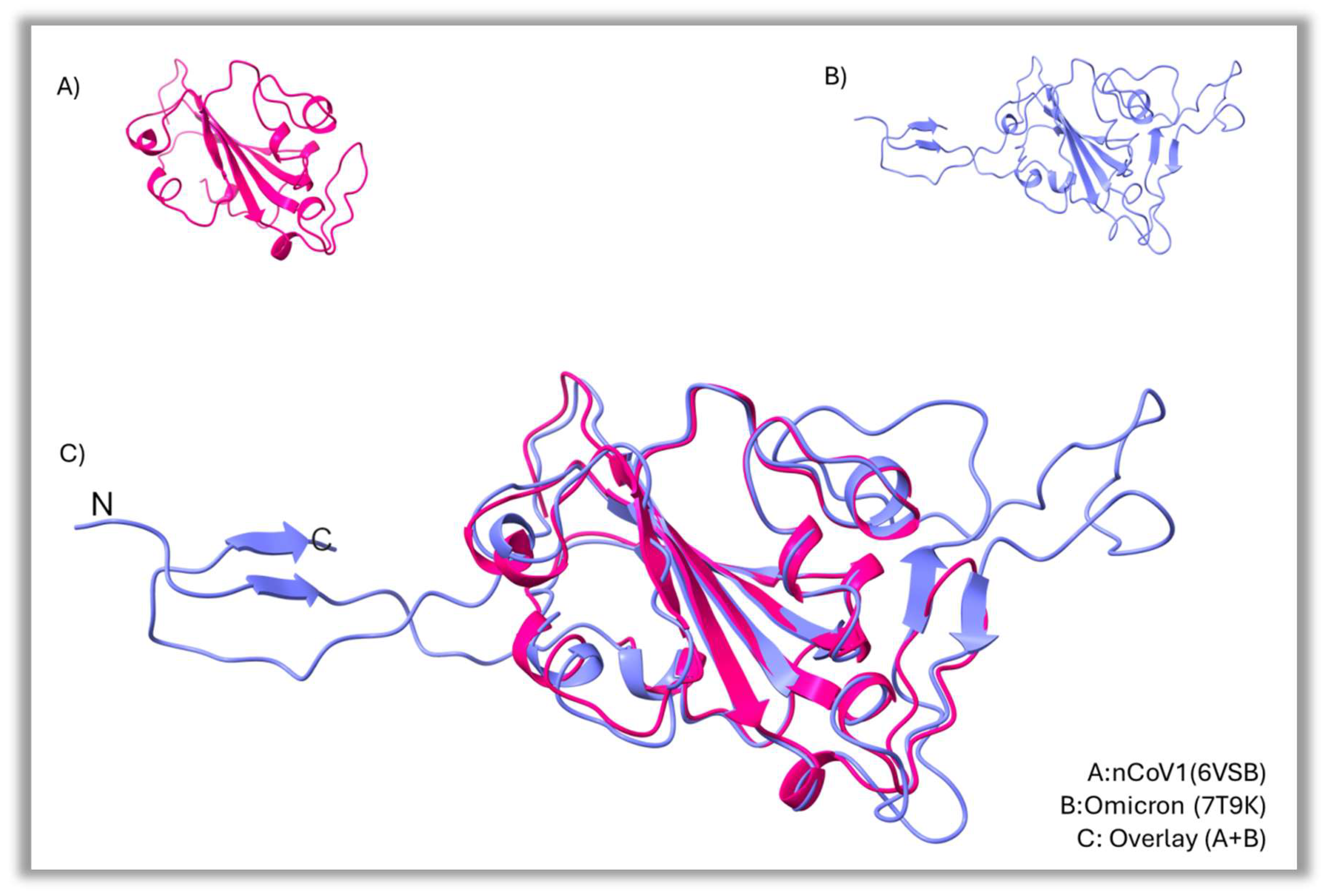 Figure 2: <p>Structural comparison of RBD of Omicron and nCoV, with a distance cutoff value of 2 &Aring; RMSD, in cartoon rendered. A clear change can be observed in Omicron, which has a slightly larger N-terminal and a similar C-terminal that extends to the left (<strong>A</strong>): nCOV1(6vsb), (<strong>B</strong>): Omicron (7T9K), (<strong>C</strong>): Overlay (A + B).</p>