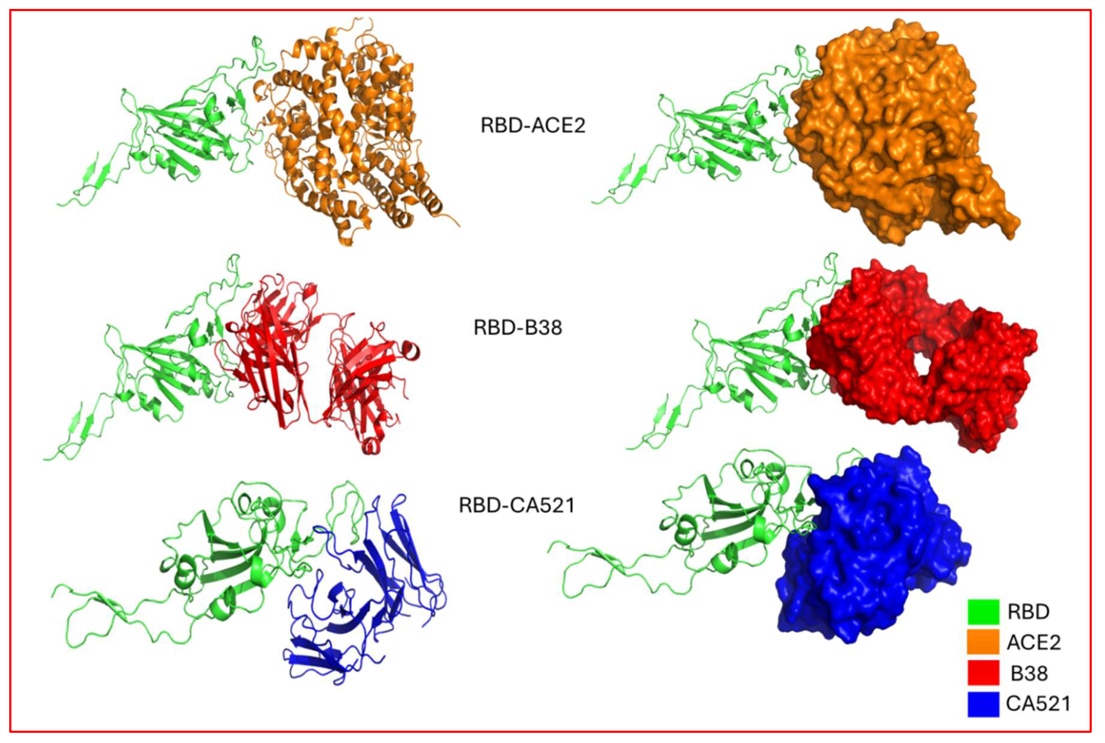 Figure 8: <p>Protein-protein docked complexes of Omicron, with corresponding antibodies and ACE2 receptor. Color-coded keys depict the different components of docked complexes. Green: RBD; Orange: ACE2; Red: B38 antibody; Blue: CA521 antibody.</p>