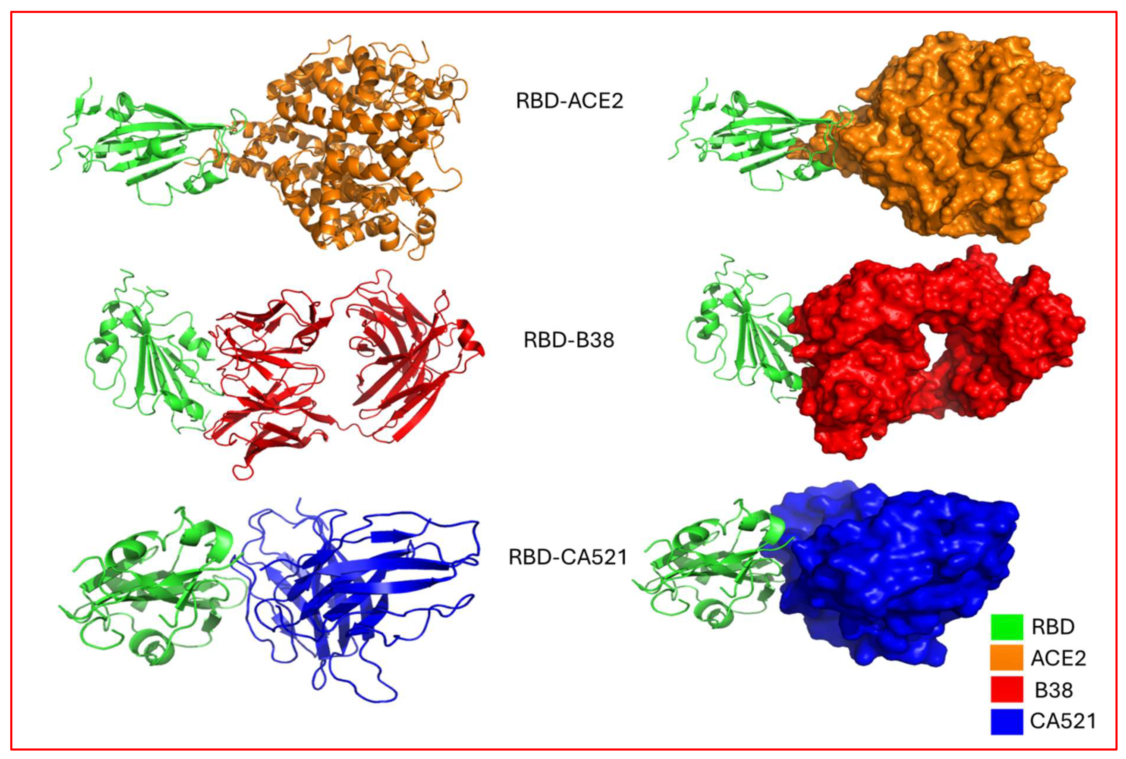 Figure 9: <p>Protein-protein docked complexes of nCoV, with corresponding antibodies and ACE2 receptor. Color-coded keys depict the different components of docked complexes. Green: RBD; Orange: ACE2; Red: B38 antibody; Blue: CA521 antibody.</p>