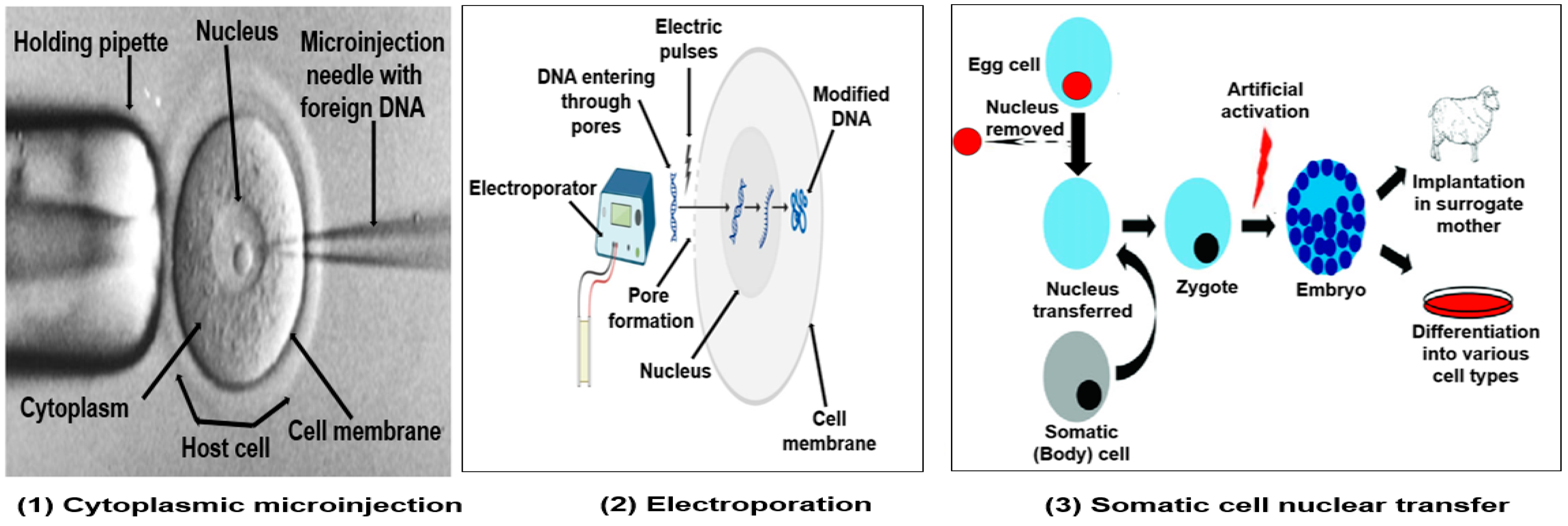Figure 2: The main cytological techniques used to deliver nucleases for livestock genome modification are: (1) cytoplasmic microinjection, (2) electroporation, and (3) somatic cell nuclear transfer, regardless of the genome editing technology applied.
