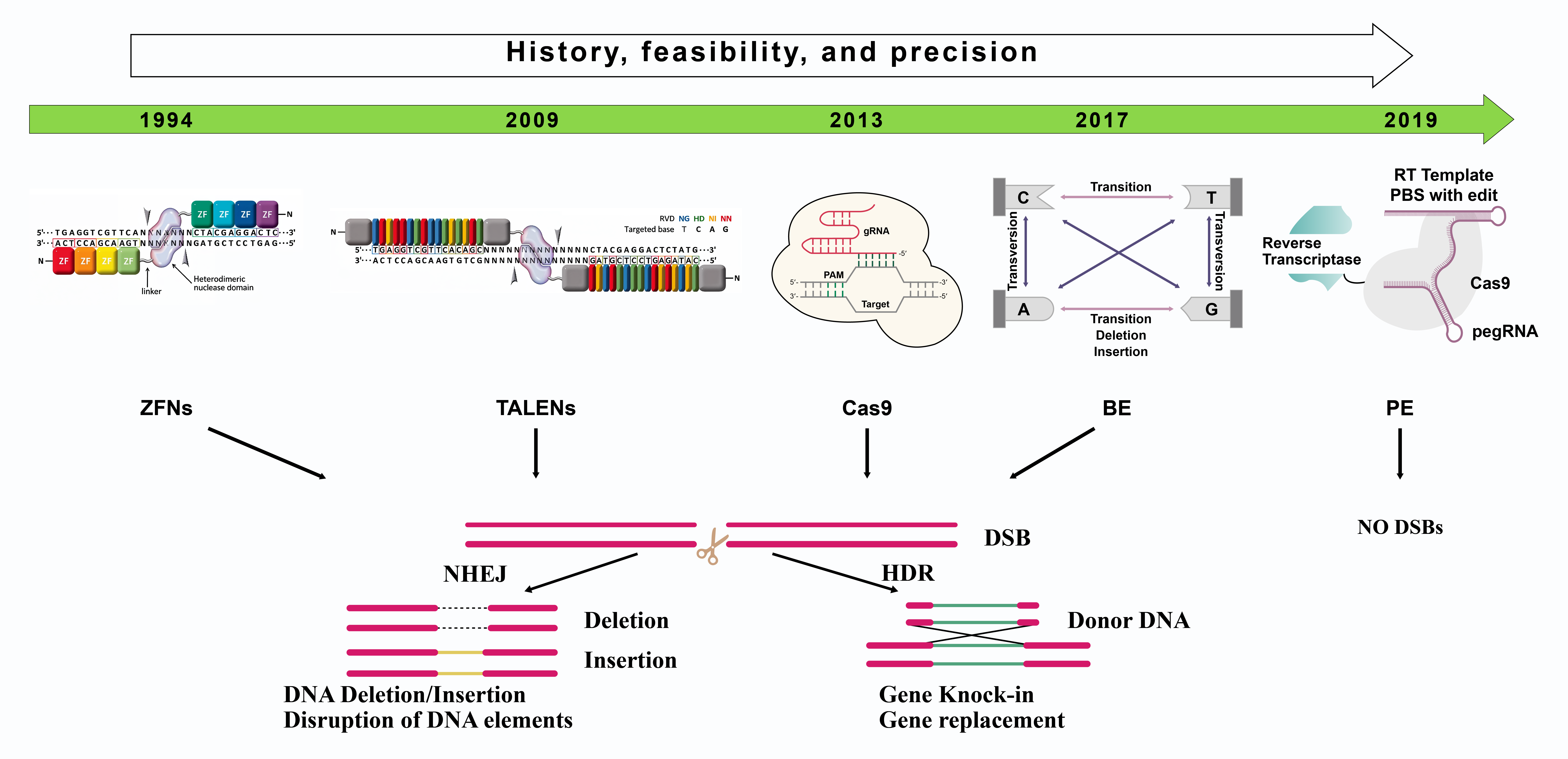 Figure 4: Schematic illustration of the mechanism of the present-day genome editing techniques: ZFN: Zinc finger nuclease; TALENs: Transcription activator-like effector nucleases; CRISPR/Cas9: Clustered regularly interspaced short palindromic repeats/ CRISPR associated protein system 9; BE: Base editing; PE: Prime editing. The first four strategies edit target DNA sites by a similar mechanism. The nuclease component of these systems induces DSBs, which are recognized by the cellular intrinsic DNA repair pathways. Two principal repair mechanisms are possible: Homologous recombination (HR) and nonhomologous end joining (NHEJ). The latter frequently creates small insertions and/or deletions (indels) that result in frameshift mutations and disturb the function of genes. Prime editors comprise a Cas9 nickase domain fused to a reverse transcriptase domain. Compared to Cas nucleases or BEs, PEs have unique advantages: they do not need DSBs or donor templates of DNA for repair. Therefore, PEs offer high editing purity and target specificity. Adapted from: [24,95,96].

