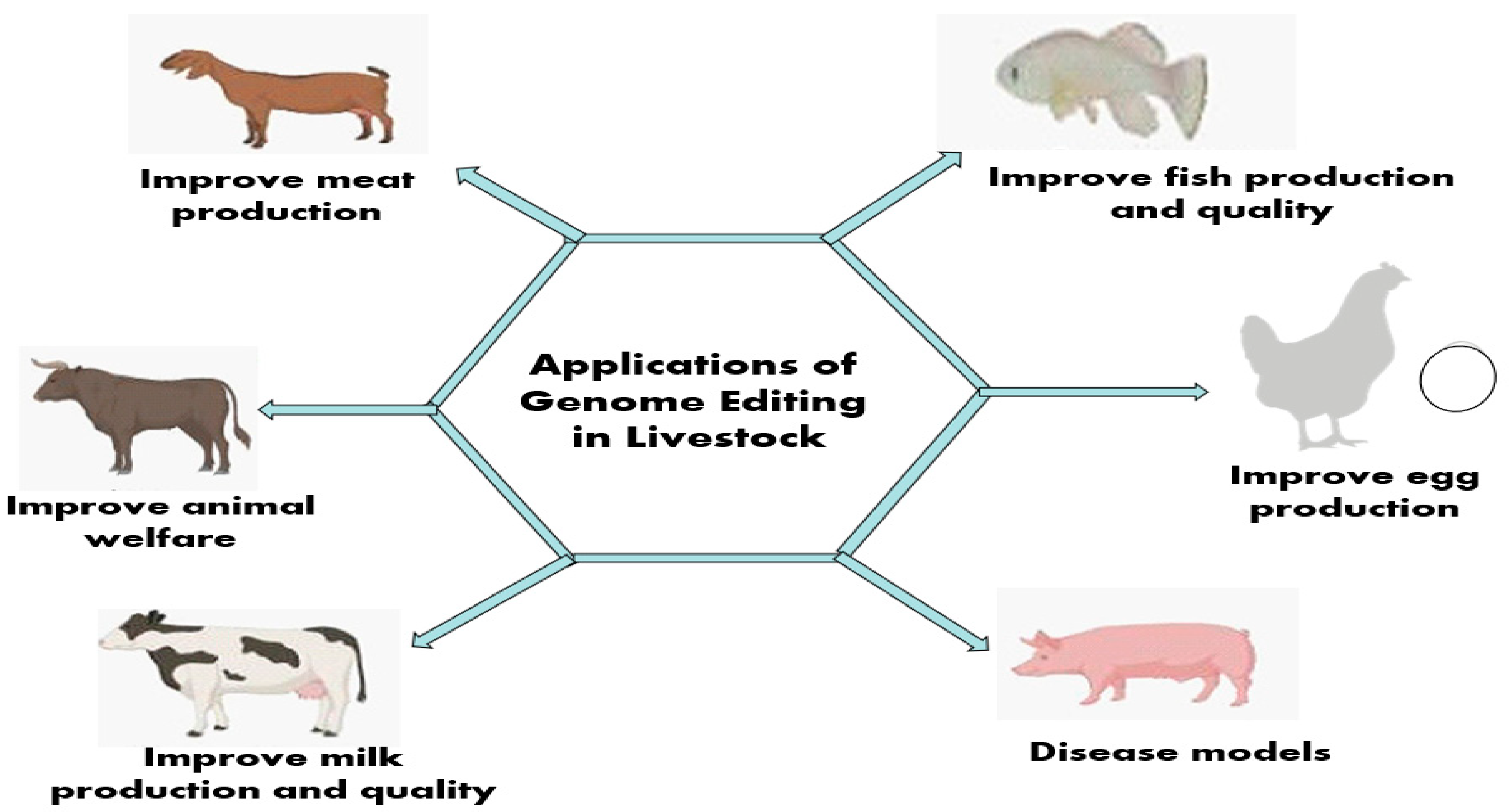 Figure 5: Creating genome-edited animals: Fishes, chickens, pigs, cows, sheep, and goats. Potential applications of genome editing include making animals better in the production of eggs, meat, and milk, as well as improved welfare and disease resistance.
