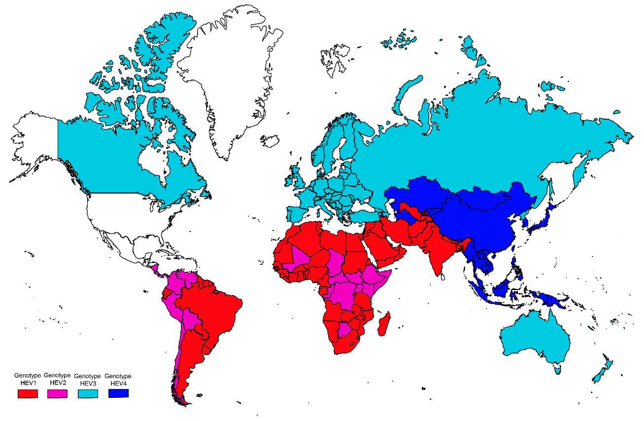 Figure 6: Global distribution of four HEV genotypes.
