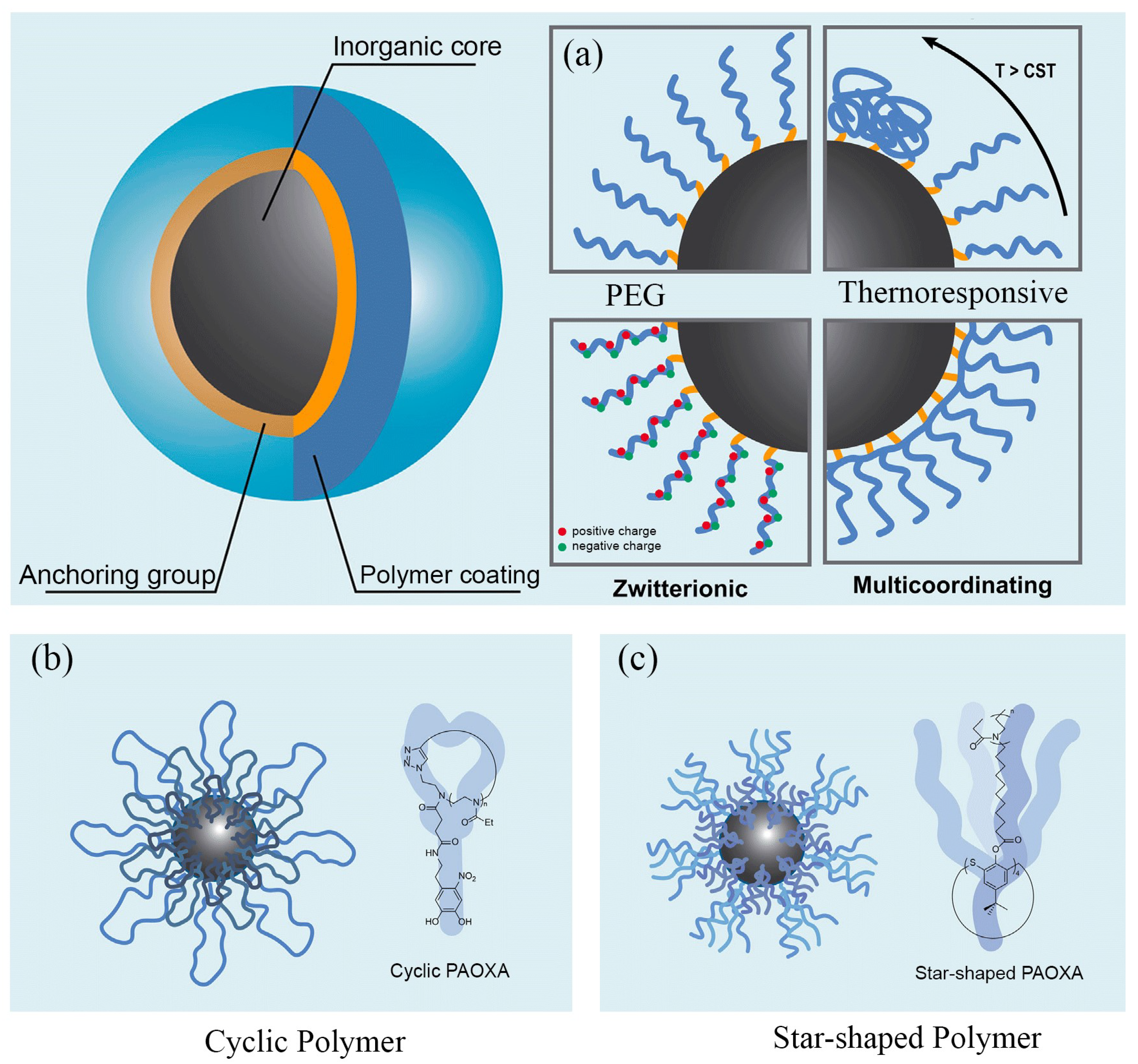 Figure 8: Schematic of polymer-coated inorganic nanoparticles. (a) Surface functionalization with PEG, thermoresponsive, zwitterionic, and multicoordinating polymers, (b) Cyclic PAOXA-coated nanoparticles providing compact and stable coverage, (c) Star-shaped PAOXA-coated nanoparticles with multiple arms for dense functionalization and enhanced stability. (Reproduced from [53]).