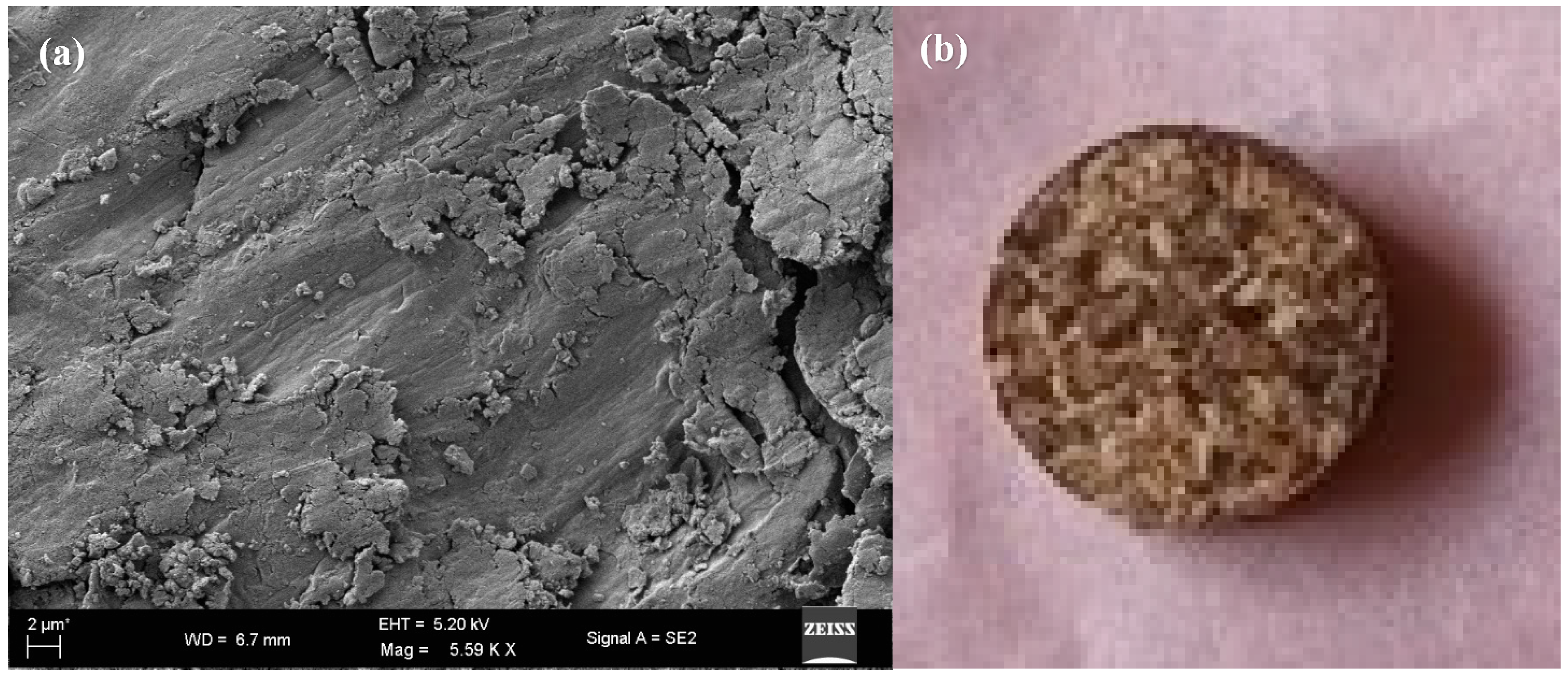 Figure 7: <p>(<strong>a</strong>) FESEM image of grounded Ramie biomass particle (5.59KX magnification), (<strong>b</strong>) Ramie pellet made using pelletizer without any binder, (<strong>c</strong>) FESEM of the Ramie pellet at 5.82KX magnification, (<strong>d</strong>) Ramie briquette (80% Ramie decorticated waste and 20% bamboo waste).</p>