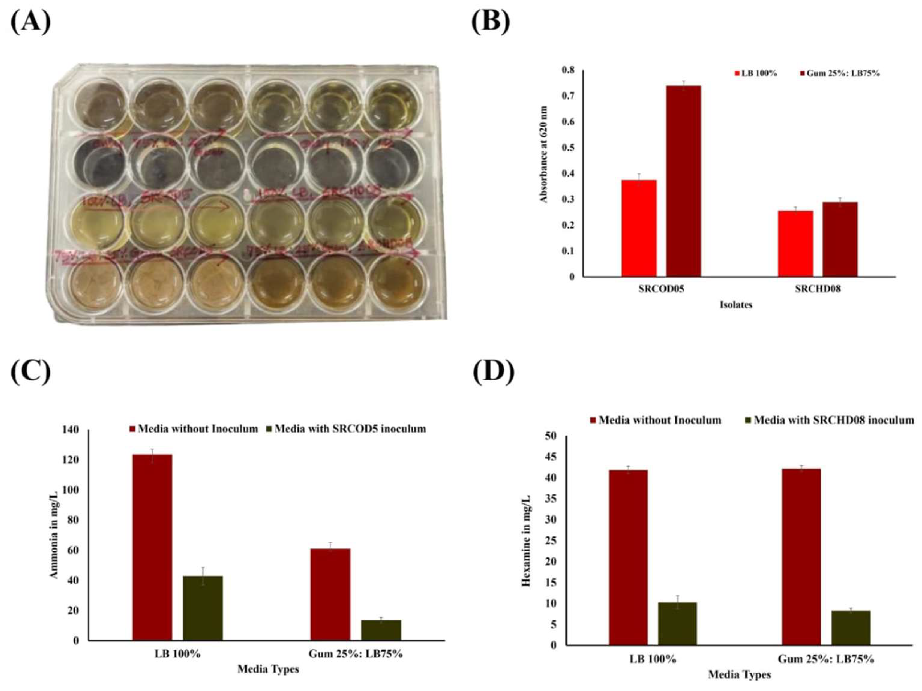 Figure 5: <p>(<strong>A</strong>) Biofilm formation ability in a 24-well tissue culture plate; (<strong>B</strong>) Biofilm quantification using Martin&rsquo;s method, in which the absorbance of isolate MCC0008 at 620 nm in 100% LB and Gum 25%: LB75% were 0.551 and 0.802, respectively, for isolate SRCOD5 was 0.37 and 0.74, respectively. For isolated SRCHD08, it was 0.25 and 0.29, respectively. (<strong>C</strong>) SRCOD5 showed 65.42% ammonia removal in 100% LB (initial and final concentration was 123.5 and 42.77 mg/L) and 77.7% ammonia removal in Gum 25%: LB 75% (initial and final concentrations were 61.1 and 13.67 mg/L); (<strong>D</strong>) SRCHD08 showed 75.3% hexamine removal in 100% LB (initial and final concentration was 41.8 and 10.3 mg/L) and 80.28% hexamine removal in Gum 25%: LB 75% (initial and final concentrations were 42.1 and 8.3 mg/L). All estimations were done in biological triplicate with statistical validation of the data.</p>