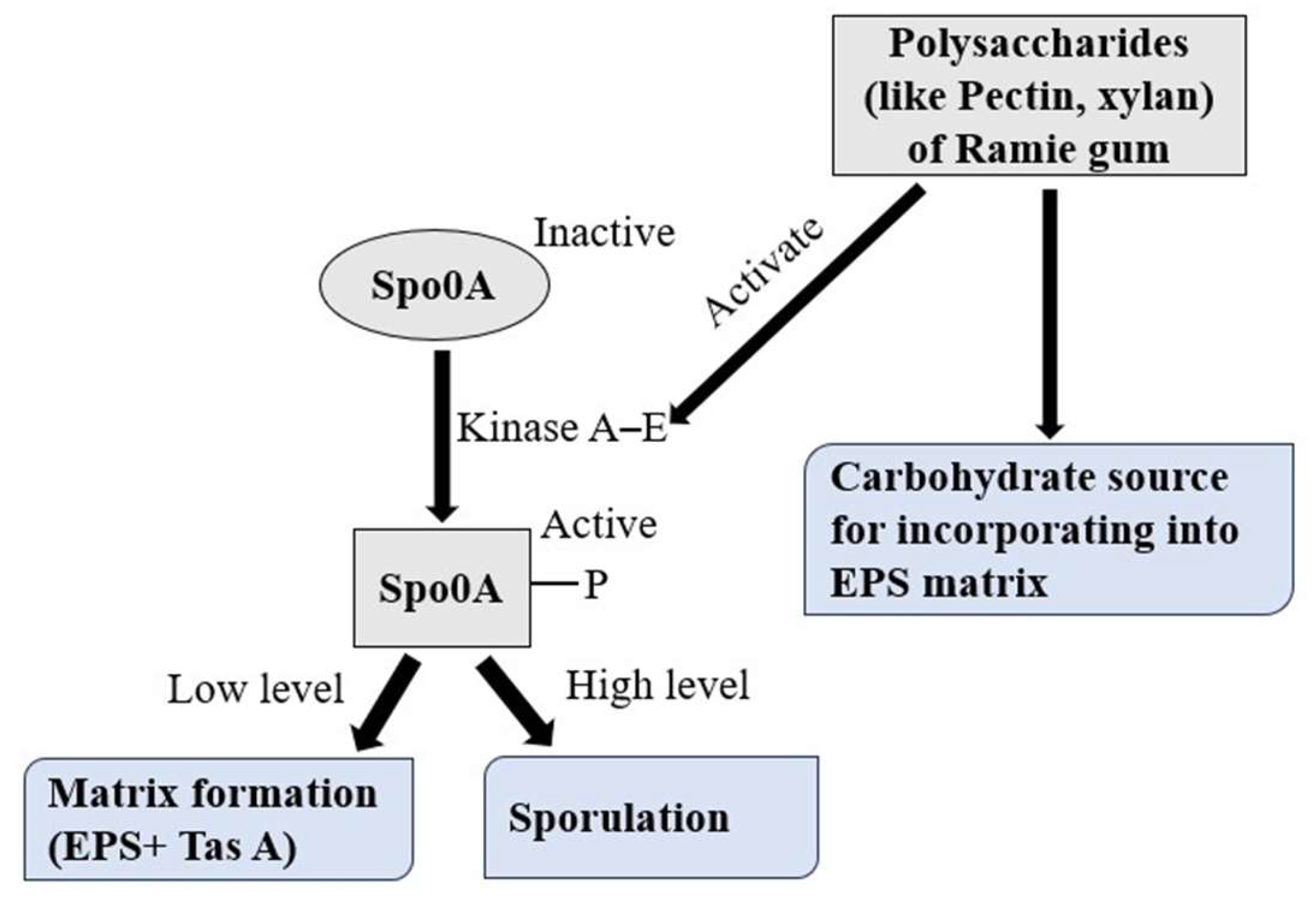 Figure 6: <p>Possible mechanism for biofilm stimulation using 25% Ramie gum and 75% LB. Plant polysaccharides can induce biofilm formation either by acting as an environmental cue to activate kinases, which in turn activate the Spo0A gene for EPS production, or by serving as a carbohydrate source for incorporation into the EPS matrix.</p>