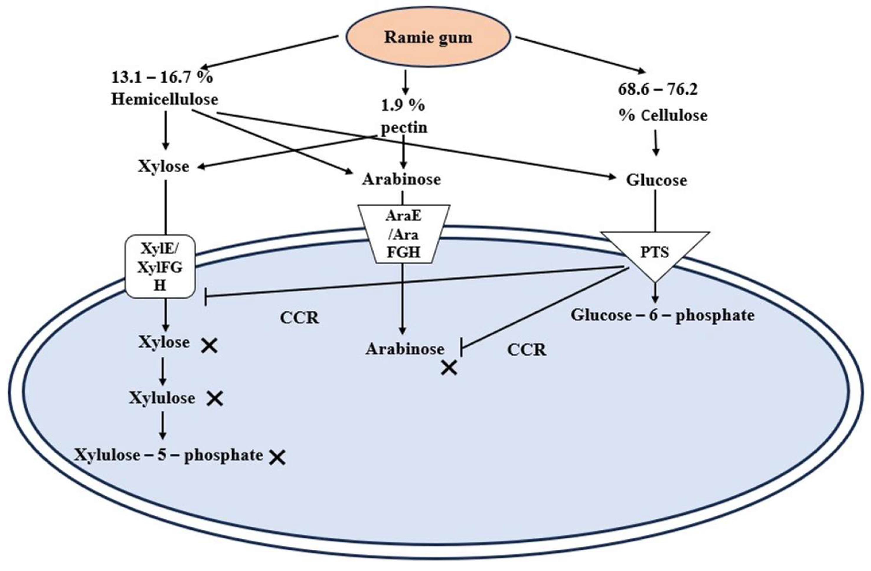 Figure 7: <p>Mechanism of CCR by the phosphotransferase system (PTS) in the presence of glucose and other sugars. When glucose is present, the PTS induces CCR, which inhibits the transportation of xylose and arabinose. CCR (carbon catabolite repression); XylE (xylose-proton symporter); XylFGH (xylose ABC transporters); AraE (arabinose-proton symporter); AraFGH (arabinose ABC transporter).</p>
