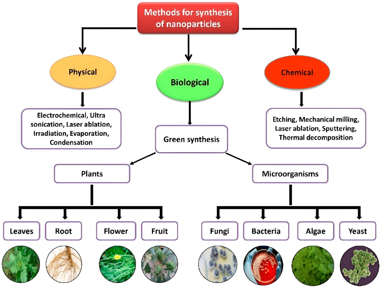 Figure 1: <p>Overview of physical, chemical, and biological methods for nanoparticle synthesis, highlighting the comparative advantages of eco-friendly biological routes. The diagram emphasizes the growing preference for plant-mediated synthesis due to its simplicity, cost-effectiveness, and reduced environmental impact. (Adapted from Khan et al. 2022 [<a href="#ref1">1</a>], licensed under CC BY 4.0.).</p>