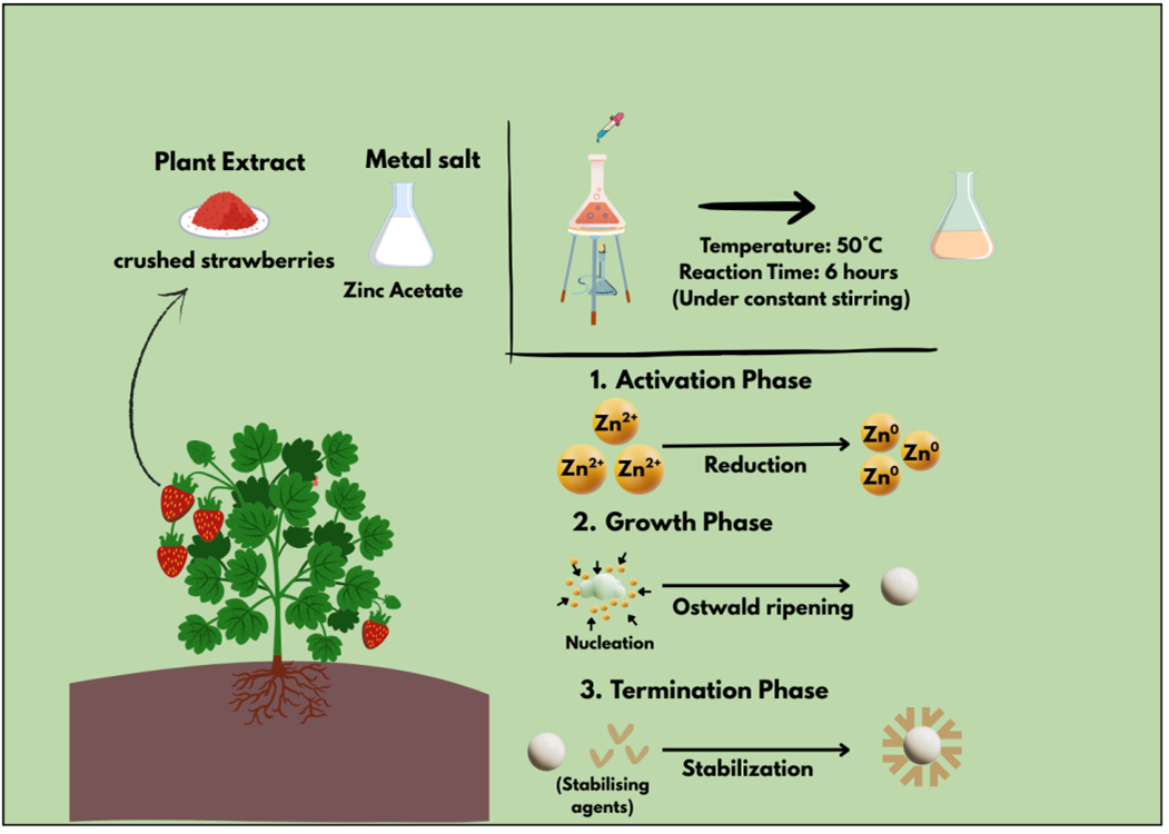 Figure 3: <p>Schematic representation of the green synthesis of ZnO nanoparticles using crushed strawberry fruit extract as a reducing and stabilizing agent. The process demonstrates how plant-derived biomolecules contribute to the controlled formation of ZnO nanoparticles with enhanced biocompatibility and catalytic potential.</p>