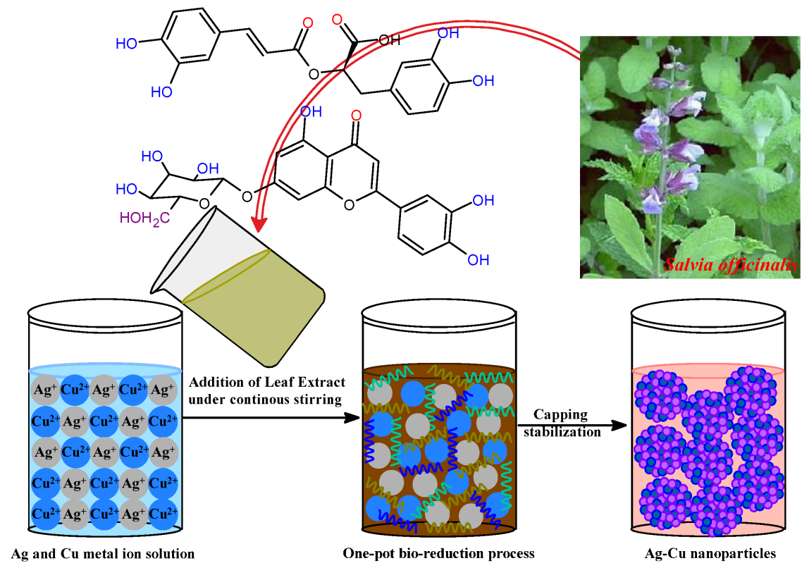 Figure 5: <p>Schematic representation of the green synthesis of Ag&ndash;Cu bimetallic nanoparticles using <em>Salvia officinalis</em> leaf extract. The bio-reduction and capping processes are mediated by phytochemicals, such as polyphenols and flavonoids, present in the extract, thereby stabilizing Ag&ndash;Cu nanoparticles. (Adapted from Malik et al., 2023 [<a href="#ref131">131</a>] under the license by CCBY 4.0).</p>