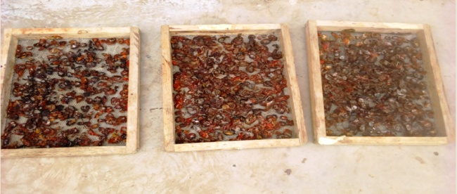 Figure 11: <p>Tomato slices after drying.</p>