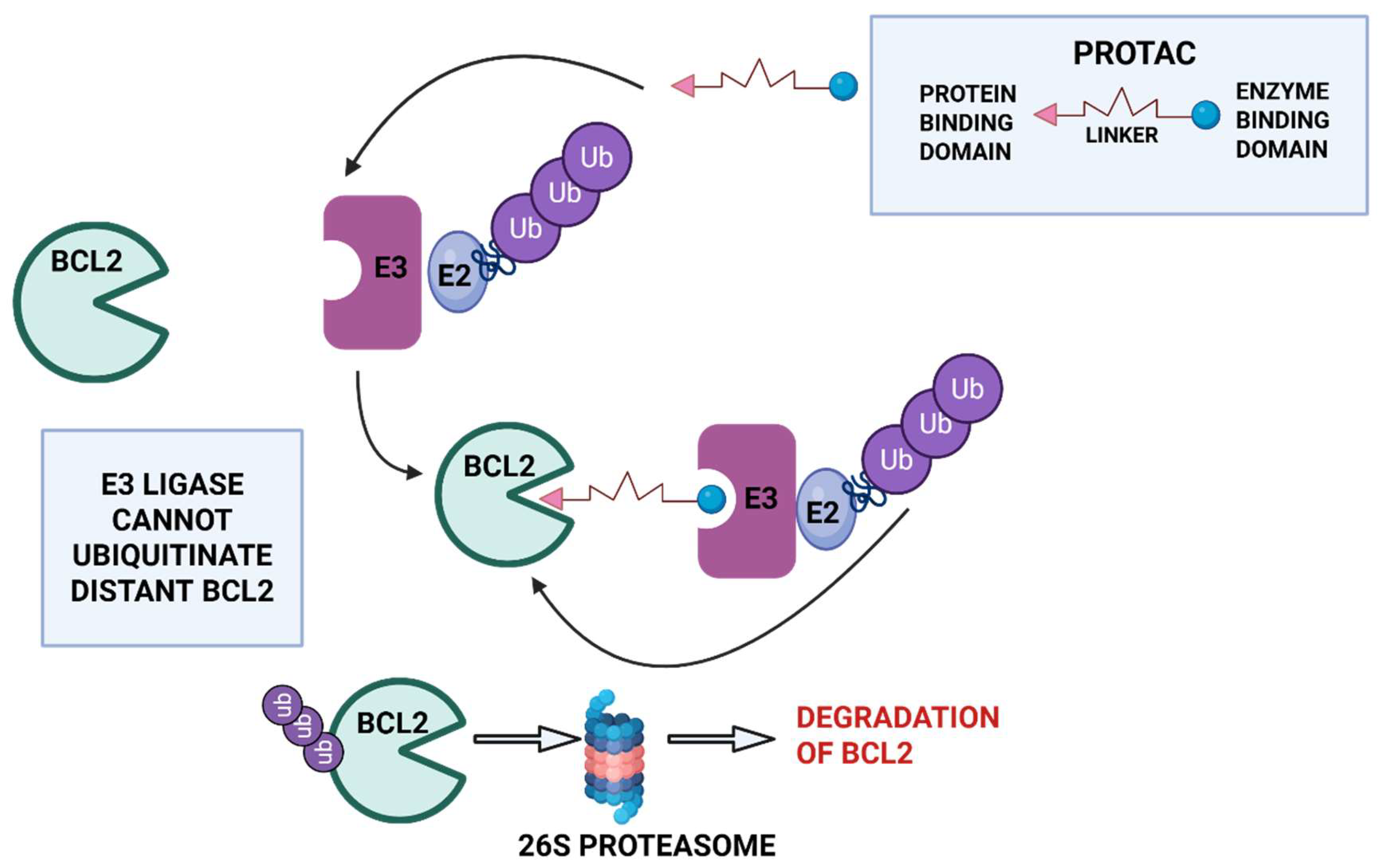 Figure 1: <p>A PROTAC contains a target-binding domain and an E3 ligase&ndash;binding domain joined by a linker. PROTAC links the E3 ubiquitin ligase and BCL2, and BCL2 is ubiquitinated. Ubiquitinated BCL2 is degraded by the 26S proteasome.</p>