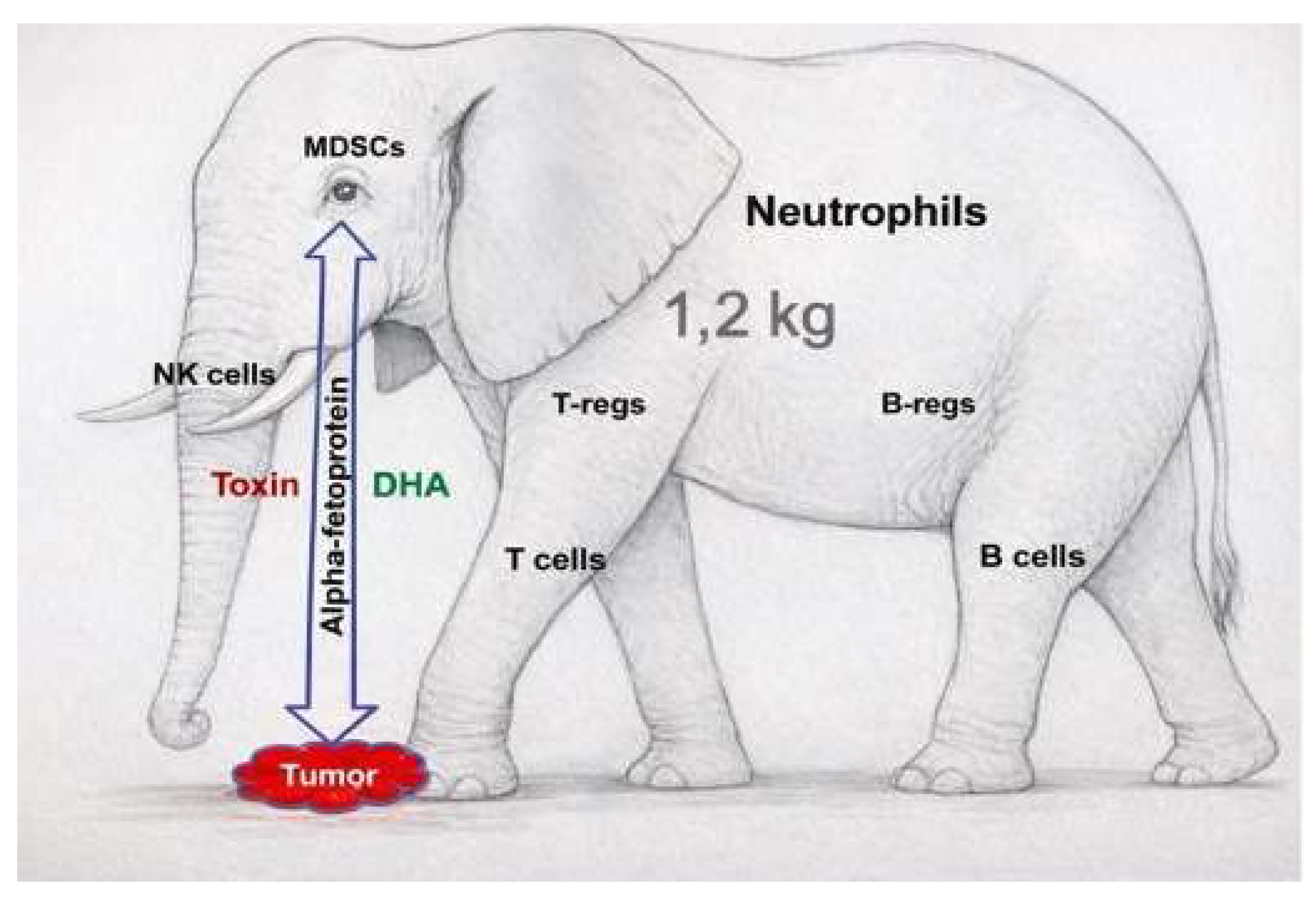 Figure 1: <p>1.2 kg of immune cells cannot smash a small tumor. Myeloid-derived suppressor cells (MDSCs) and tumor cells can be stimulated by alpha-fetoprotein (AFP) and docosahexaenoic acid (DHA). In contrast, AFP conjugated with a toxin function as a targeted immunotherapeutic approach against MDSCs and as a targeted chemotherapeutic agent against tumor cells.</p>