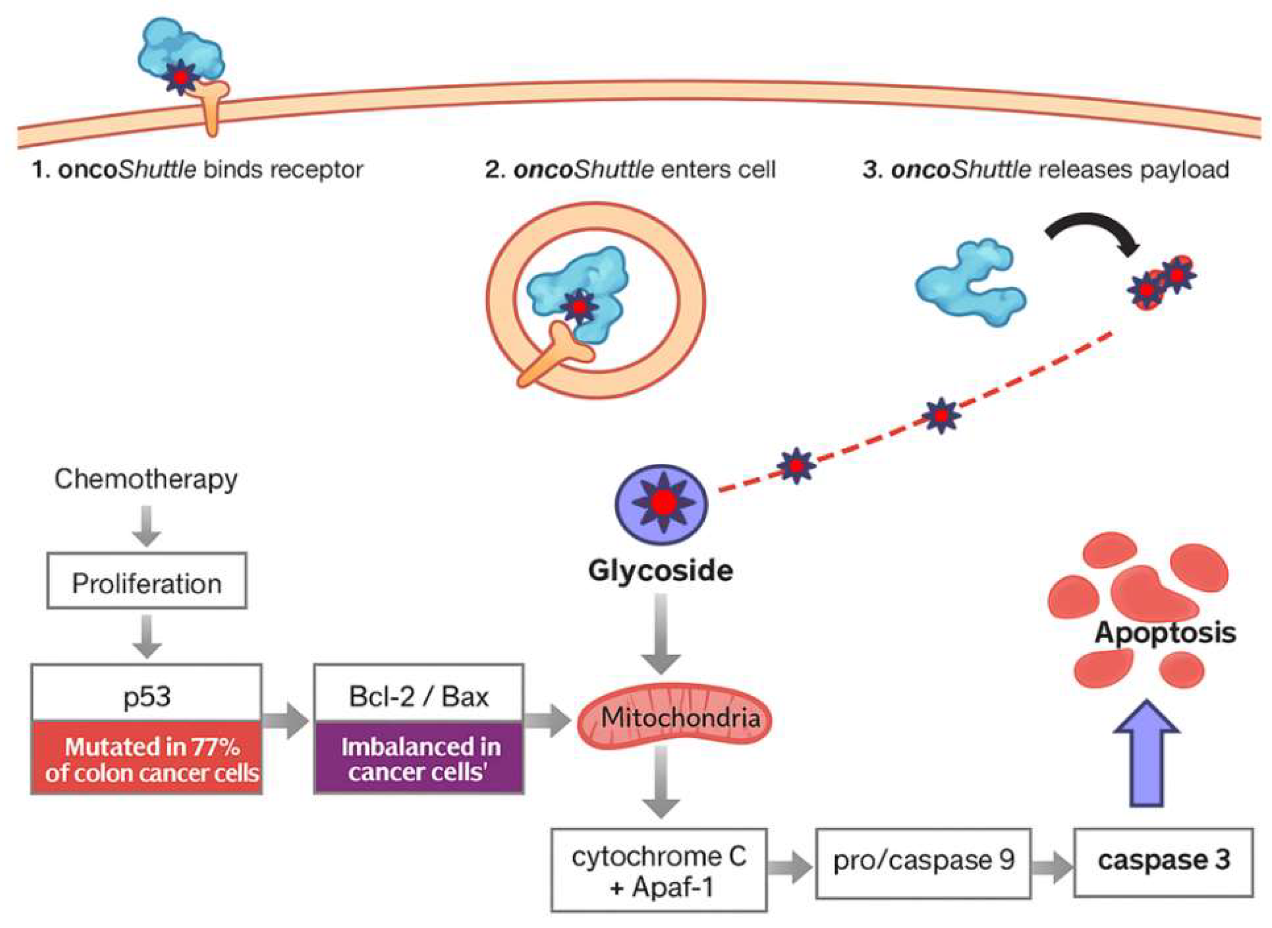 Figure 3: <p>AFP specifically delivers glycoside atractyloside to AFPR<sup>+</sup> cancer cells. Glycoside targets mitochondria, inducing apoptosis independent of p53 status.</p>