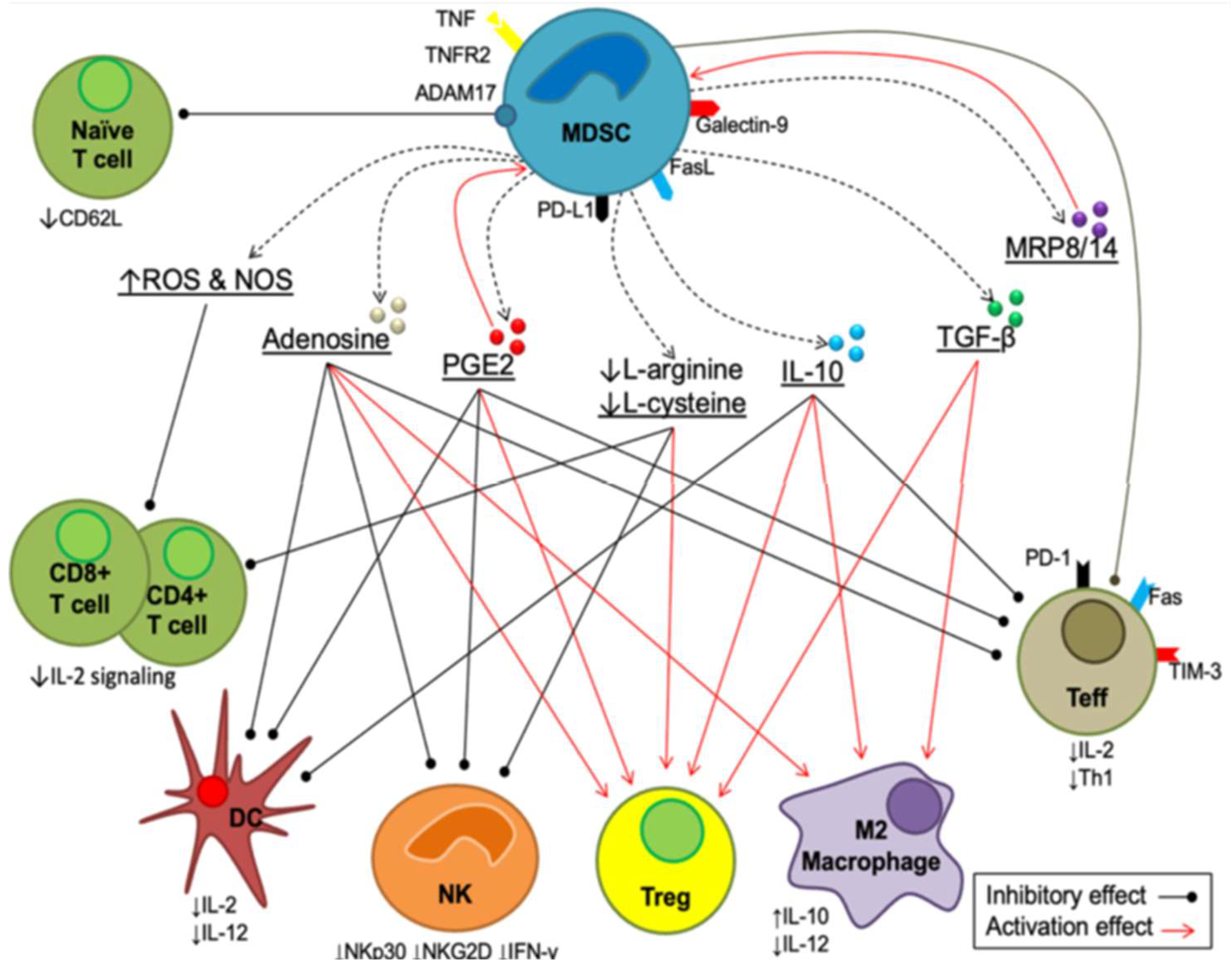 Figure 4: <p>MDSC suppresses the immune response by different mechanisms. Adapted from [<a href="#ref78">78</a>] under the license of <a href="https://creativecommons.org/licenses/by/4.0/">CC BY 4.0</a>.</p>